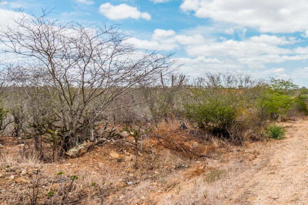 Caatinga